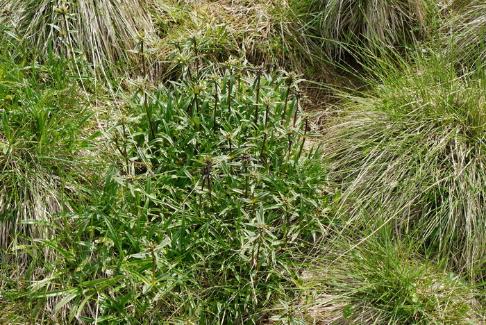 太白龙胆Gentiana apiata 太白龙胆Gentiana apiata