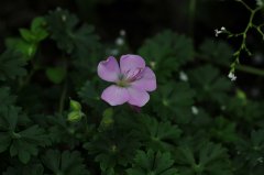 达尔马提亚老鹳草Geranium dalmaticum