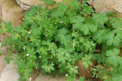 伞花老鹳草Geranium umbelliforme