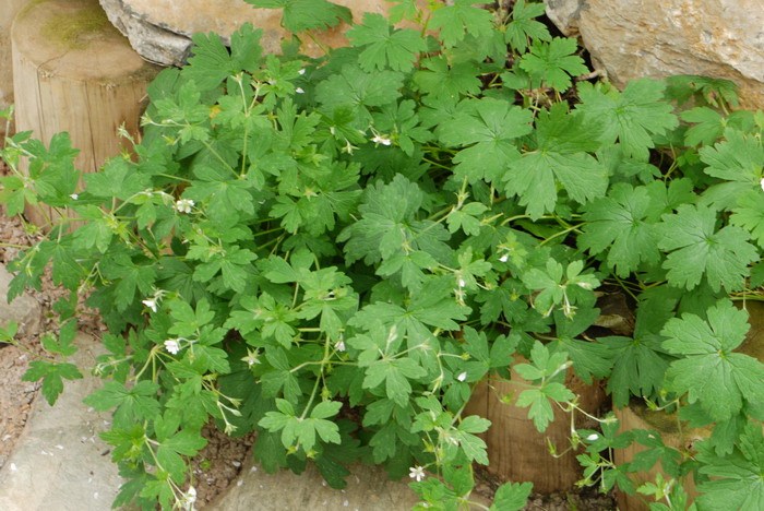 伞花老鹳草Geranium umbelliforme