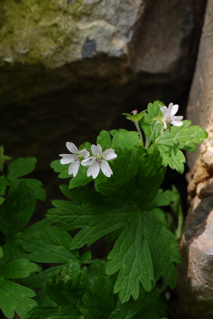 伞花老鹳草Geranium umbelliforme