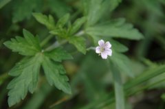 老鹳草Geranium wilfordii