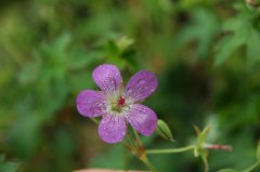 灰背老鹳草Geranium wlassovianum