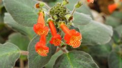 艳斑苣苔 Kohleria bogotensis