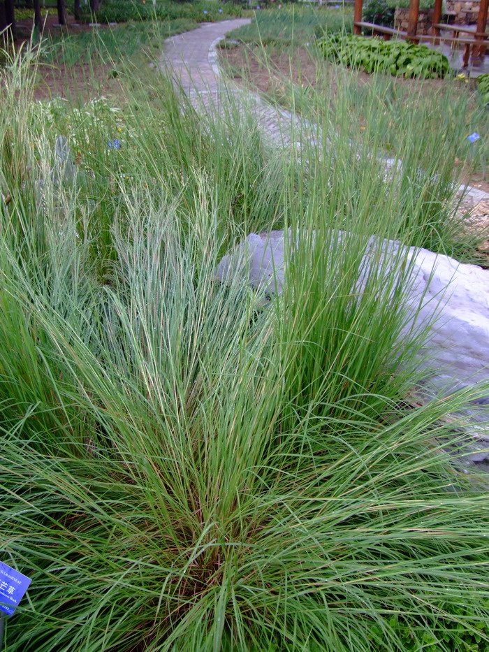 须芒草 Andropogon gayanus