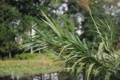 芦竹 Arundo donax