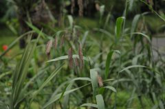 小判草Chasmanthium latifolium