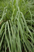 柠檬香茅 Cymbopogon citratus