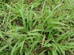 两耳草Paspalum conjugatum