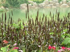 观赏谷子Pennisetum glaucum ‘Purple Majesty’