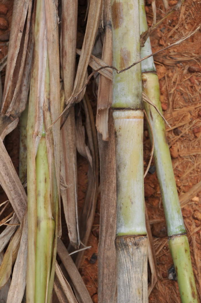 皇竹草Pennisetum hydridum 皇竹草Pennisetum hydridum
