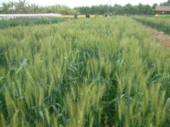 小麦Triticum aestivum