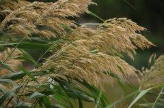 芦苇Phragmites australis