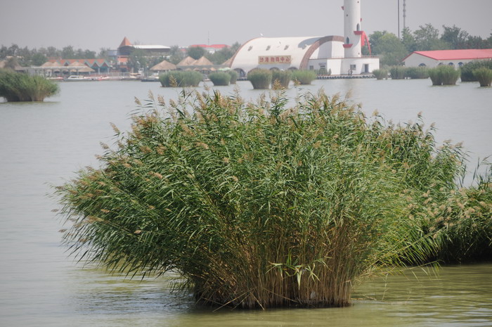 芦苇Phragmites australis