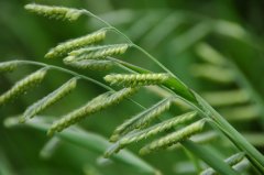 ҰEriochloa villosa