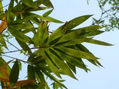  野龙竹Dendrocalamus semiscandens