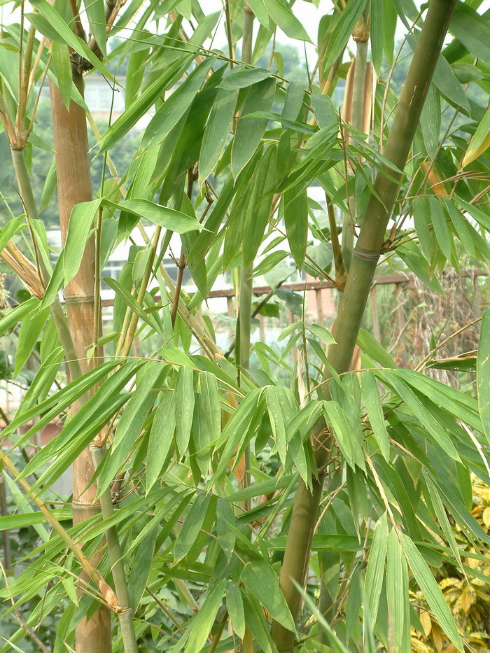 曲竿竹Phyllostachys flexuosa