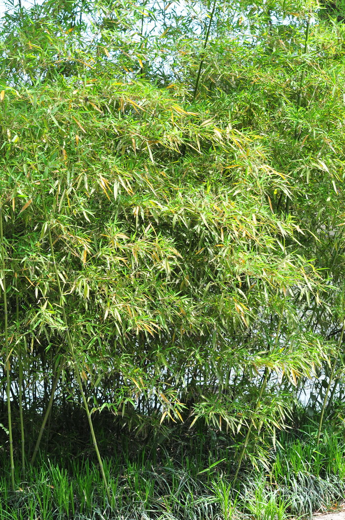 曲竿竹Phyllostachys flexuosa