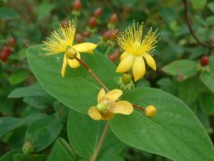  浆果金丝桃 Hypericum androsaemum