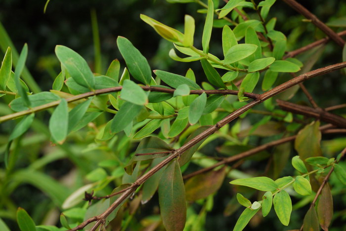 方茎金丝桃Hypericum subalatum