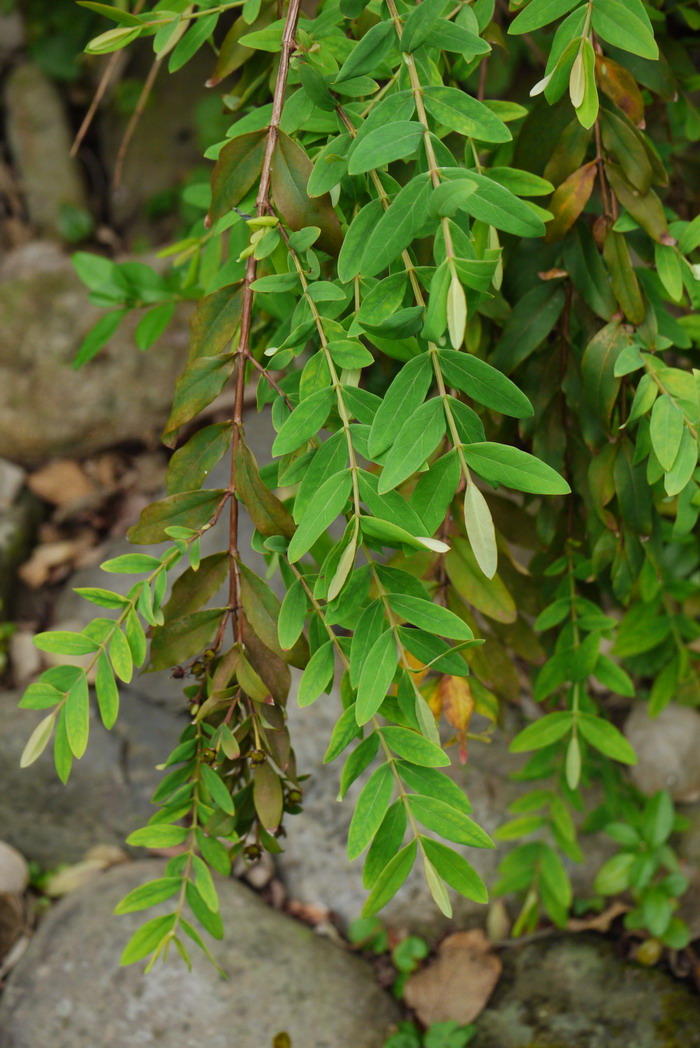 方茎金丝桃Hypericum subalatum