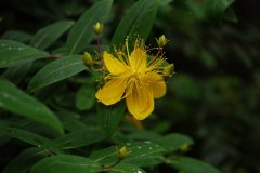 金丝桃Hypericum monogynum