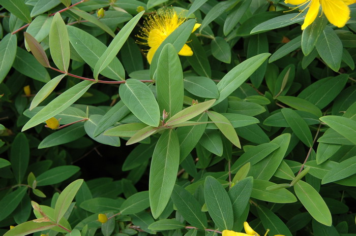 金丝桃Hypericum monogynum