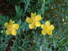 金丝梅Hypericum patulum