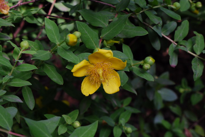 金丝梅Hypericum patulum