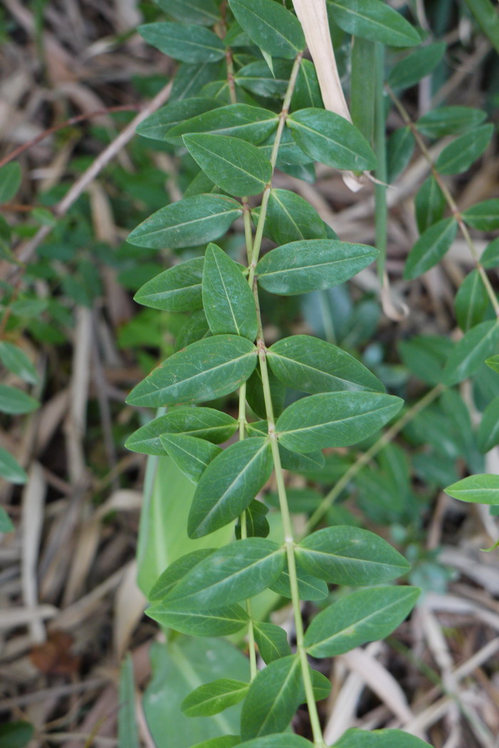 金丝梅Hypericum patulum