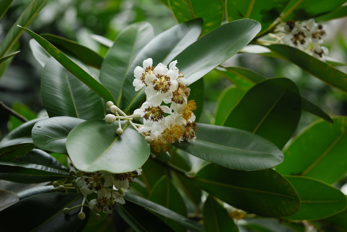 红厚壳Calophyllum inophyllum