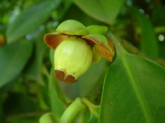 莽吉柿 Garcinia mangostana