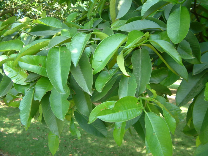 莽吉柿 Garcinia mangostana