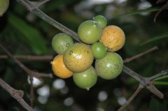 大叶藤黄Garcinia xanthochymus