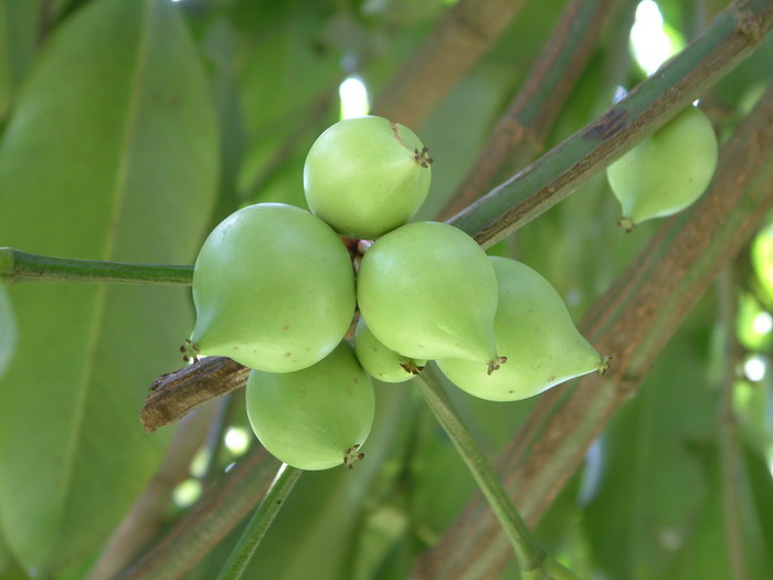 版纳藤黄Garcinia xipshuanbannaensis