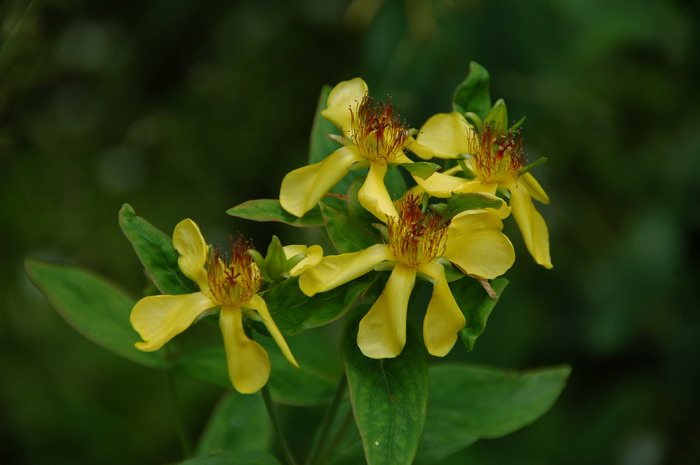 长柱金丝桃Hypericum ascyron