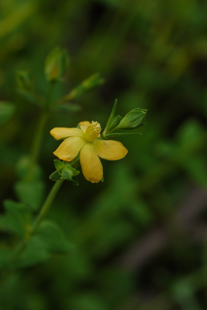 地耳草Hypericum japonicum