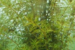 穗状狐尾藻Myriophyllum spicatum