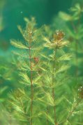 狐尾藻 Myriophyllum verticillatum