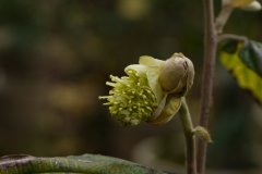 瑞木Corylopsis multiflora