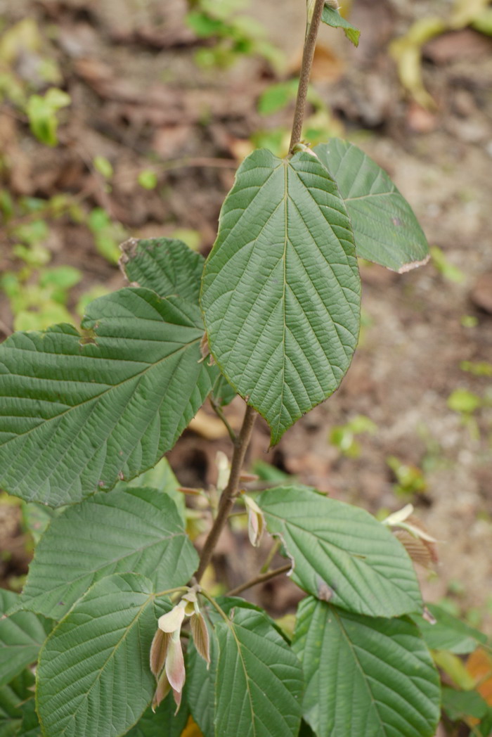 瑞木Corylopsis multiflora