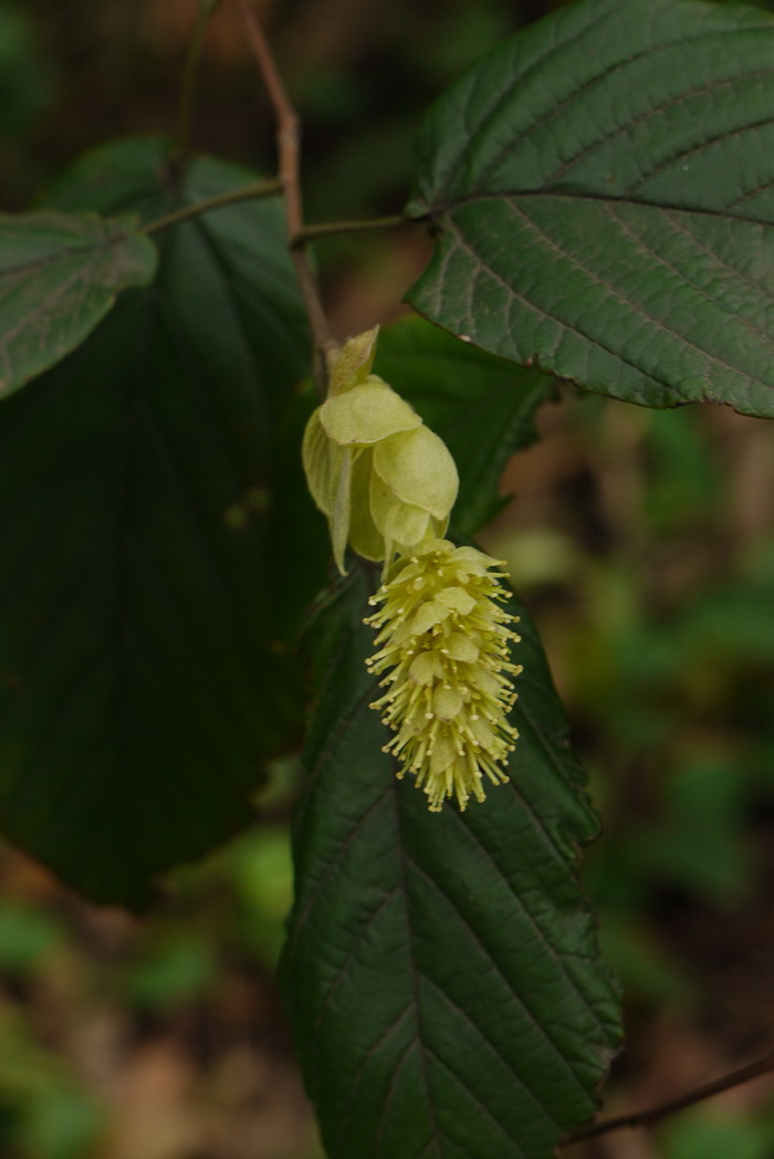 瑞木Corylopsis multiflora