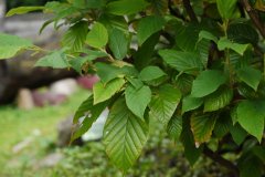 台湾瑞木Corylopsis stenopetala