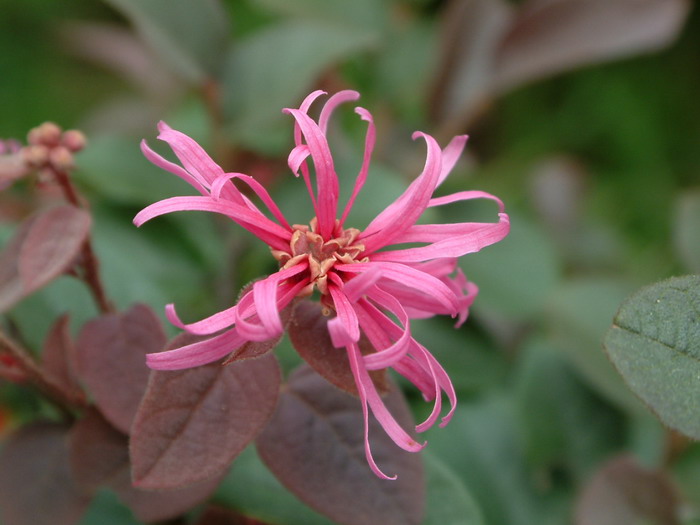 红花继木Loropetalum chinense var. rubrum