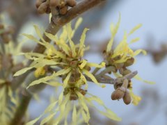 金缕梅Hamamelis mollis