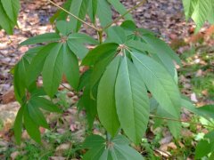 天师栗Aesculus chinensis var. wilsonii