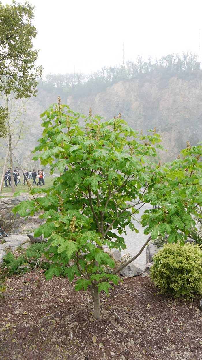 普罗提七叶树Aesculus x carnea 'Briotii'