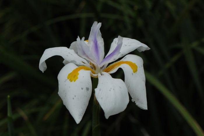 野鸢尾 Dietes iridioides