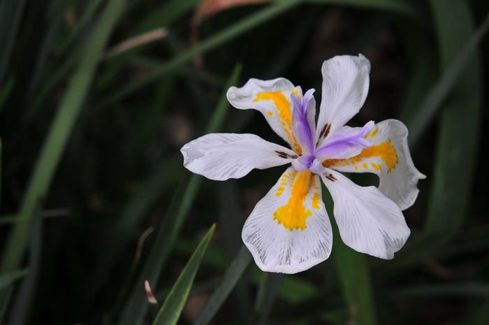 野鸢尾 Dietes iridioides