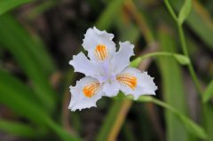 Iris japonica